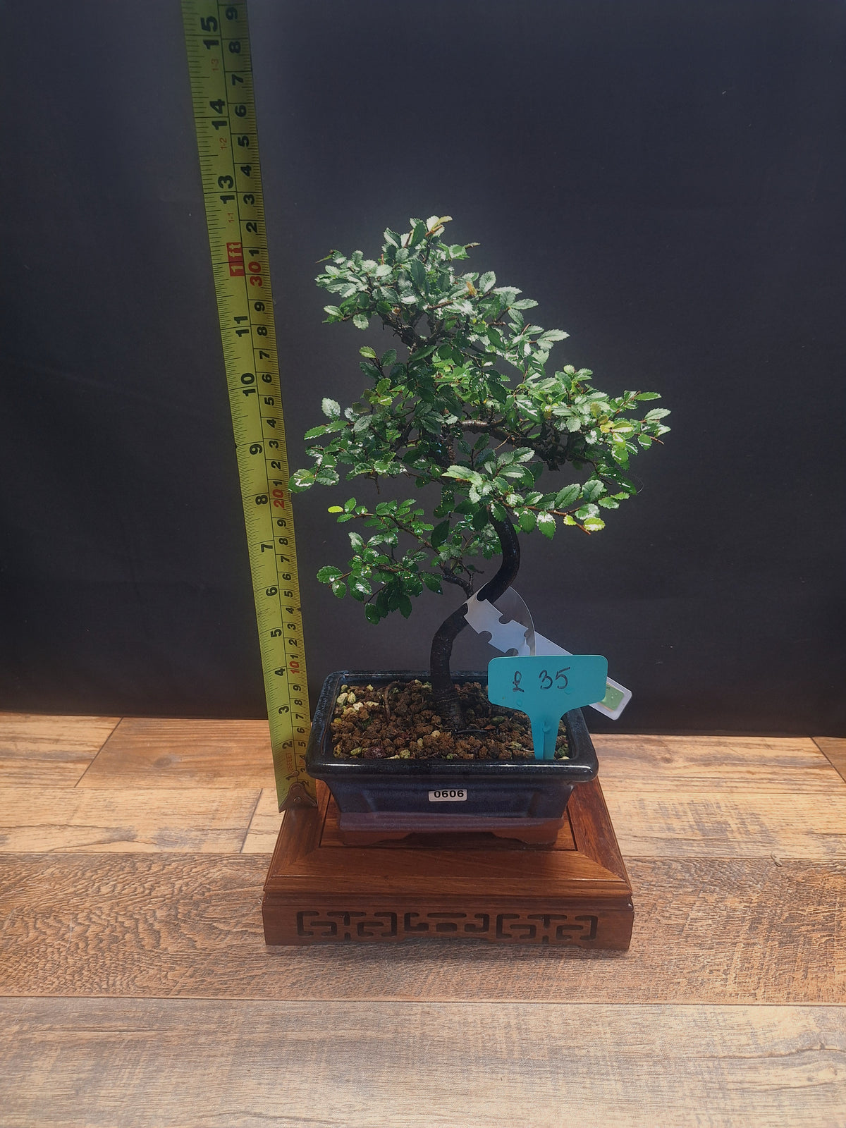 Chinese elm bonsai trees in 15 cm pot & premium soil , choose your favourite