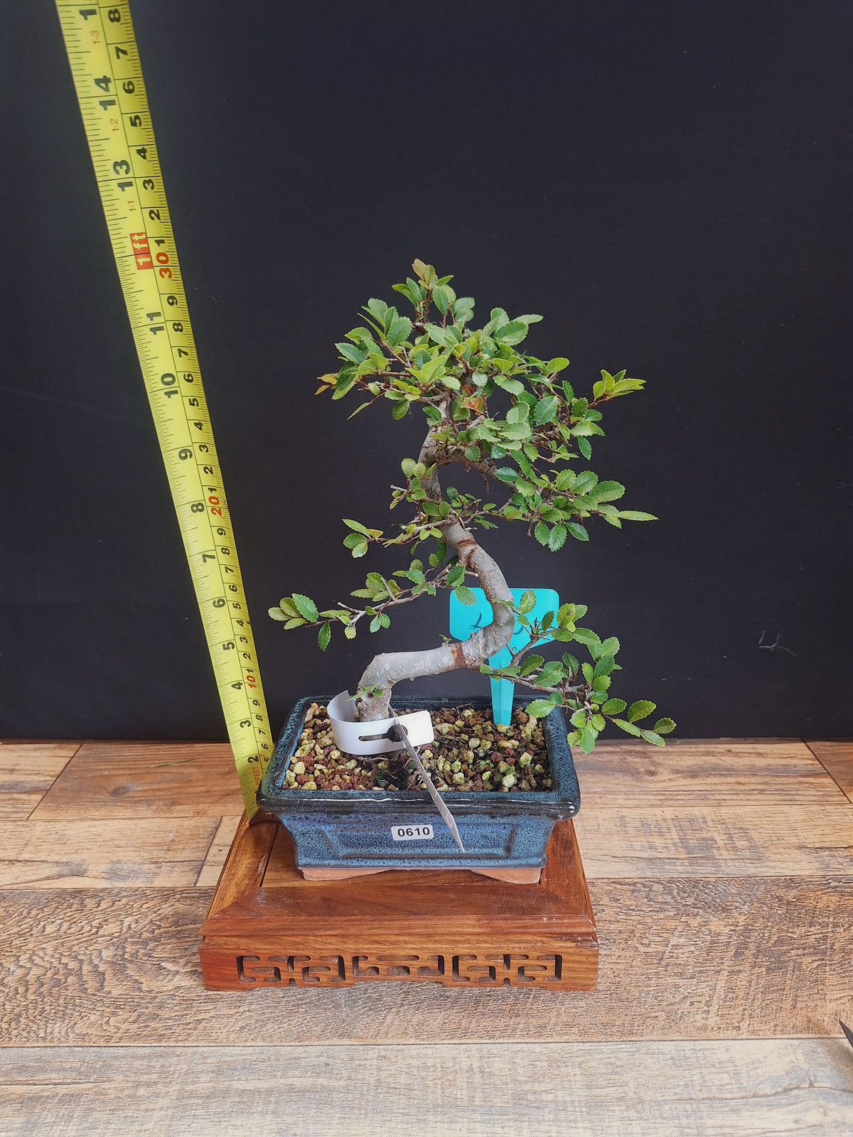 Chinese elm bonsai trees in 15 cm pot & premium soil , choose your favourite