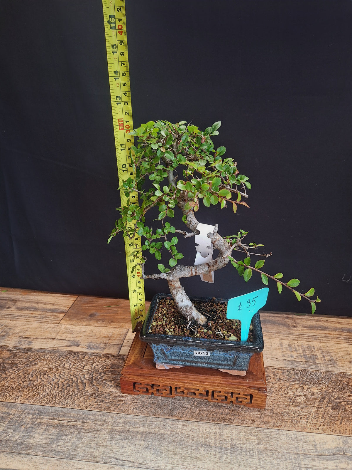 Chinese elm bonsai trees in 15 cm pot & premium soil , choose your favourite
