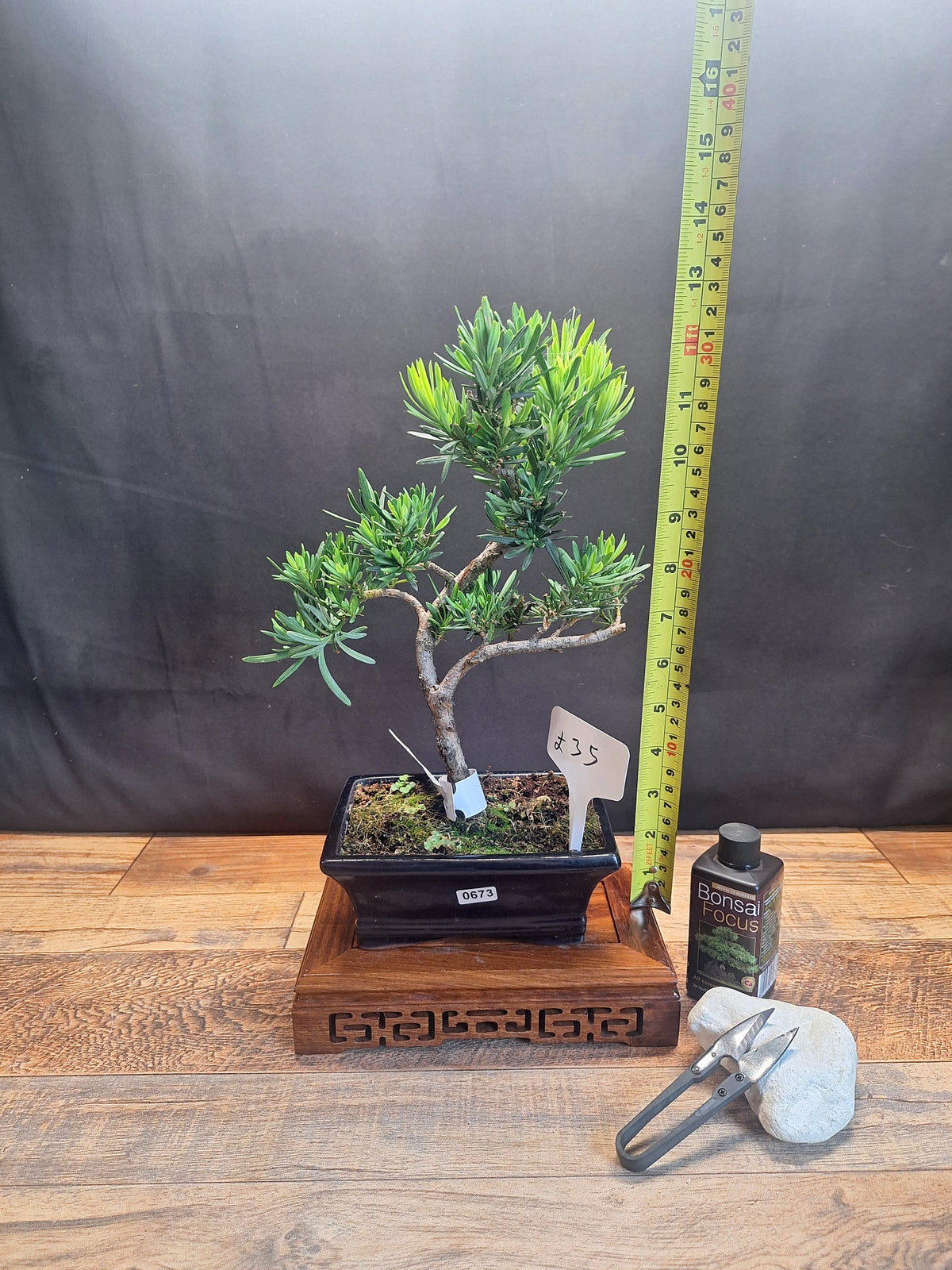 Buddhist pine bonsai trees in frost resistant 15cm pot , Choose your favorite
