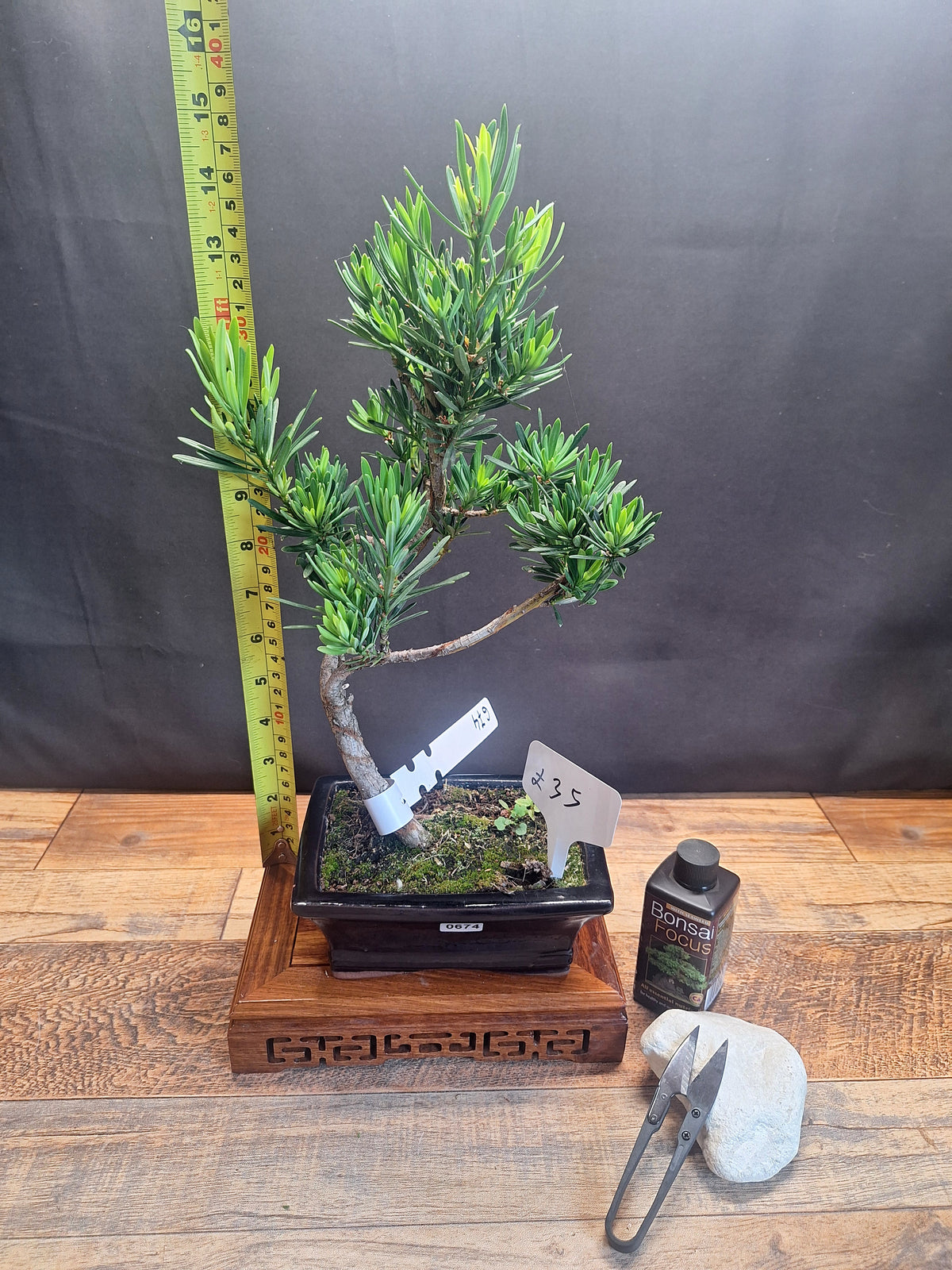 Buddhist pine bonsai trees in frost resistant 15cm pot , Choose your favorite