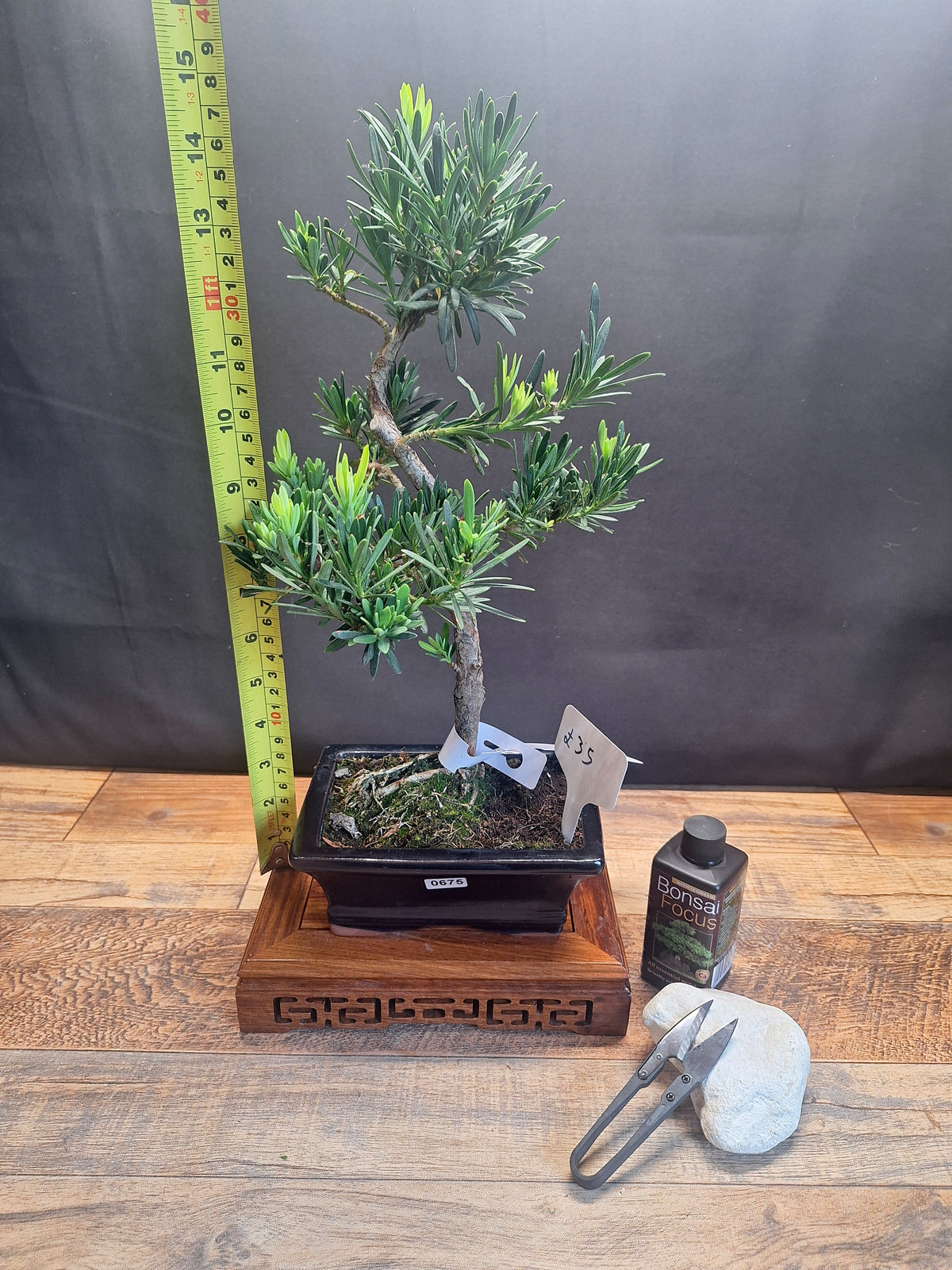 Buddhist pine bonsai trees in frost resistant 15cm pot , Choose your favorite