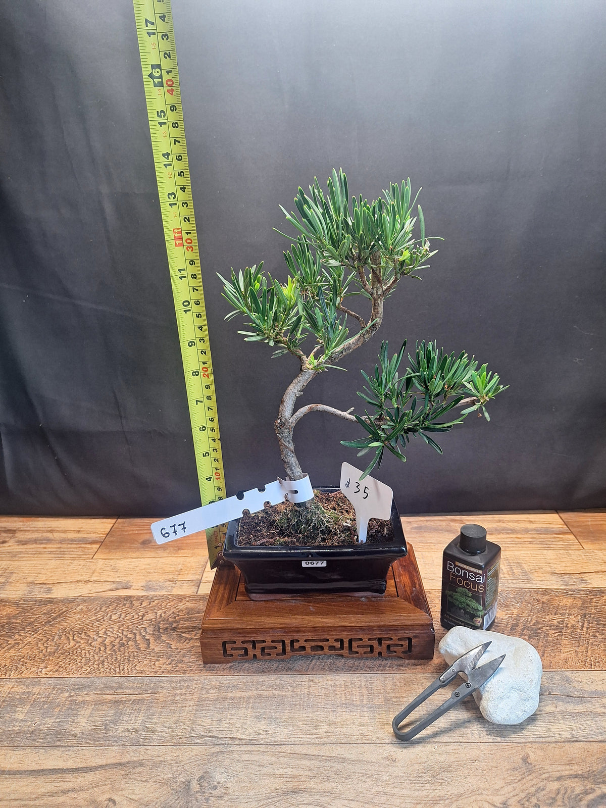Buddhist pine bonsai trees in frost resistant 15cm pot , Choose your favorite