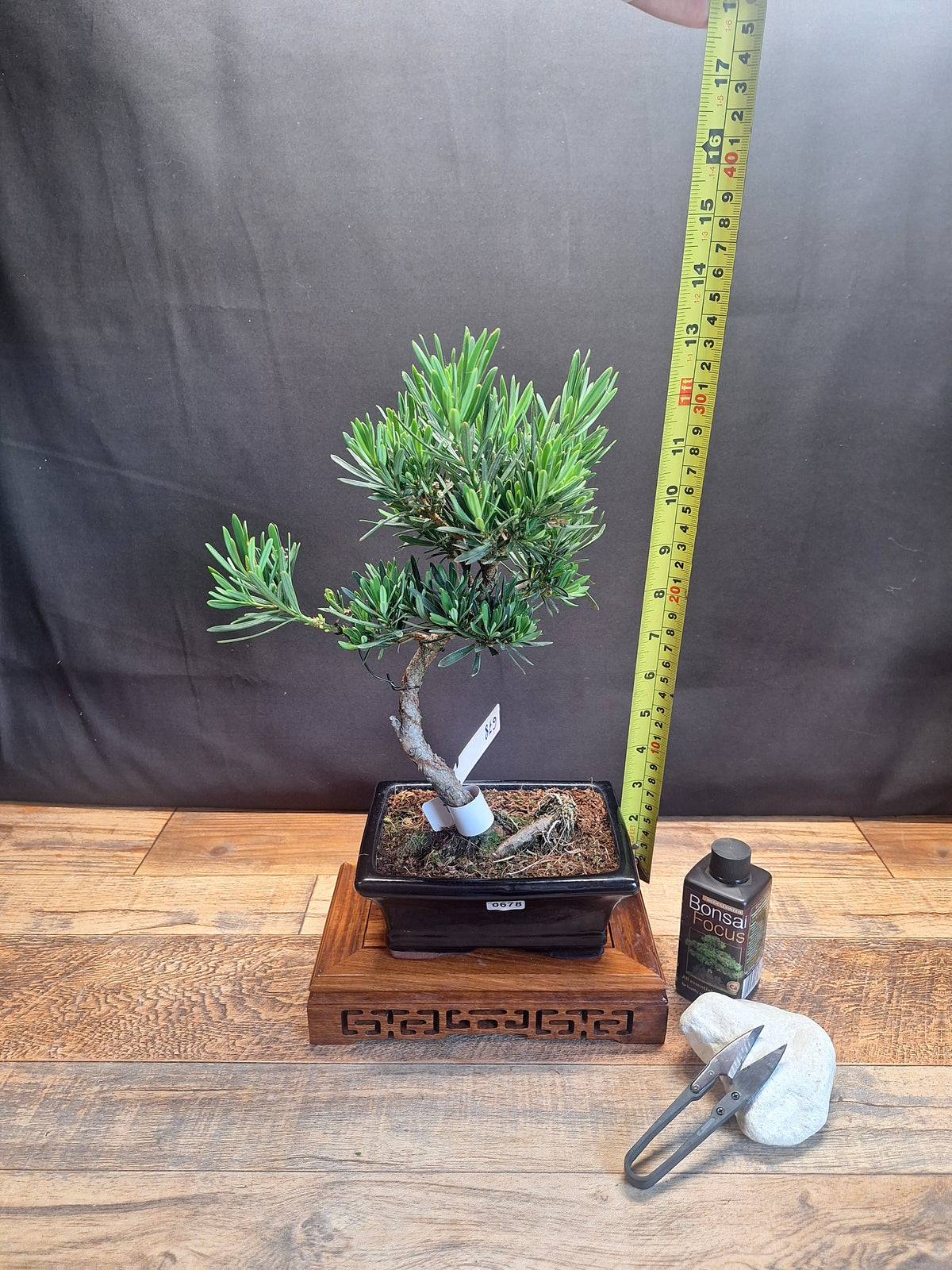 Buddhist pine bonsai trees in frost resistant 15cm pot , Choose your favorite