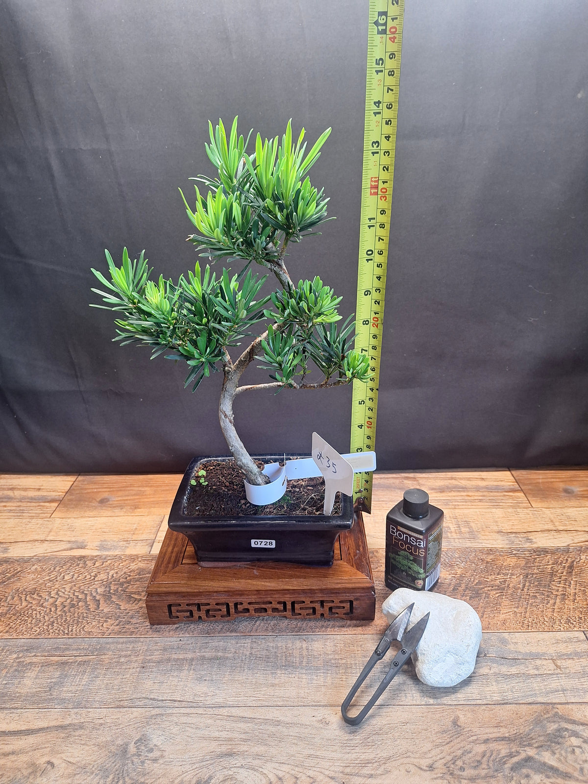 Buddhist pine bonsai trees in frost resistant 15cm pot , Choose your favorite