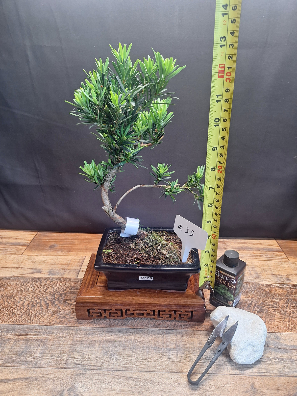 Buddhist pine bonsai trees in frost resistant 15cm pot , Choose your favorite