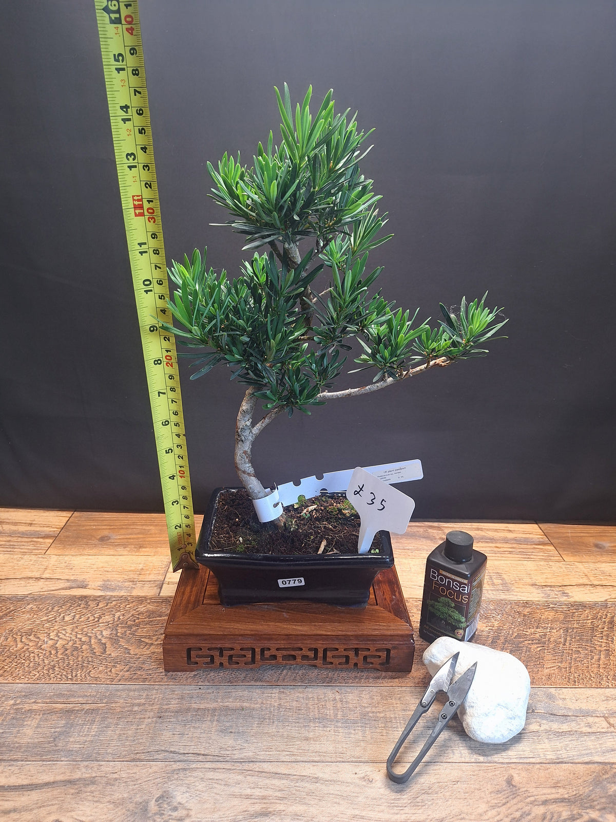 Buddhist pine bonsai trees in frost resistant 15cm pot , Choose your favorite