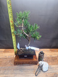 Buddhist pine bonsai trees in frost resistant 15cm pot , Choose your favorite
