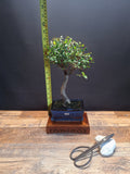 Chinese Elm Bonsai Tree 15 cm pot + Plate | Broom style | Choose Your Exact Tree