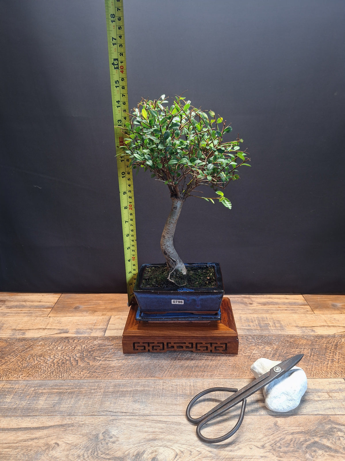 Chinese Elm Bonsai Tree 15 cm pot + Plate | Broom style | Choose Your Exact Tree