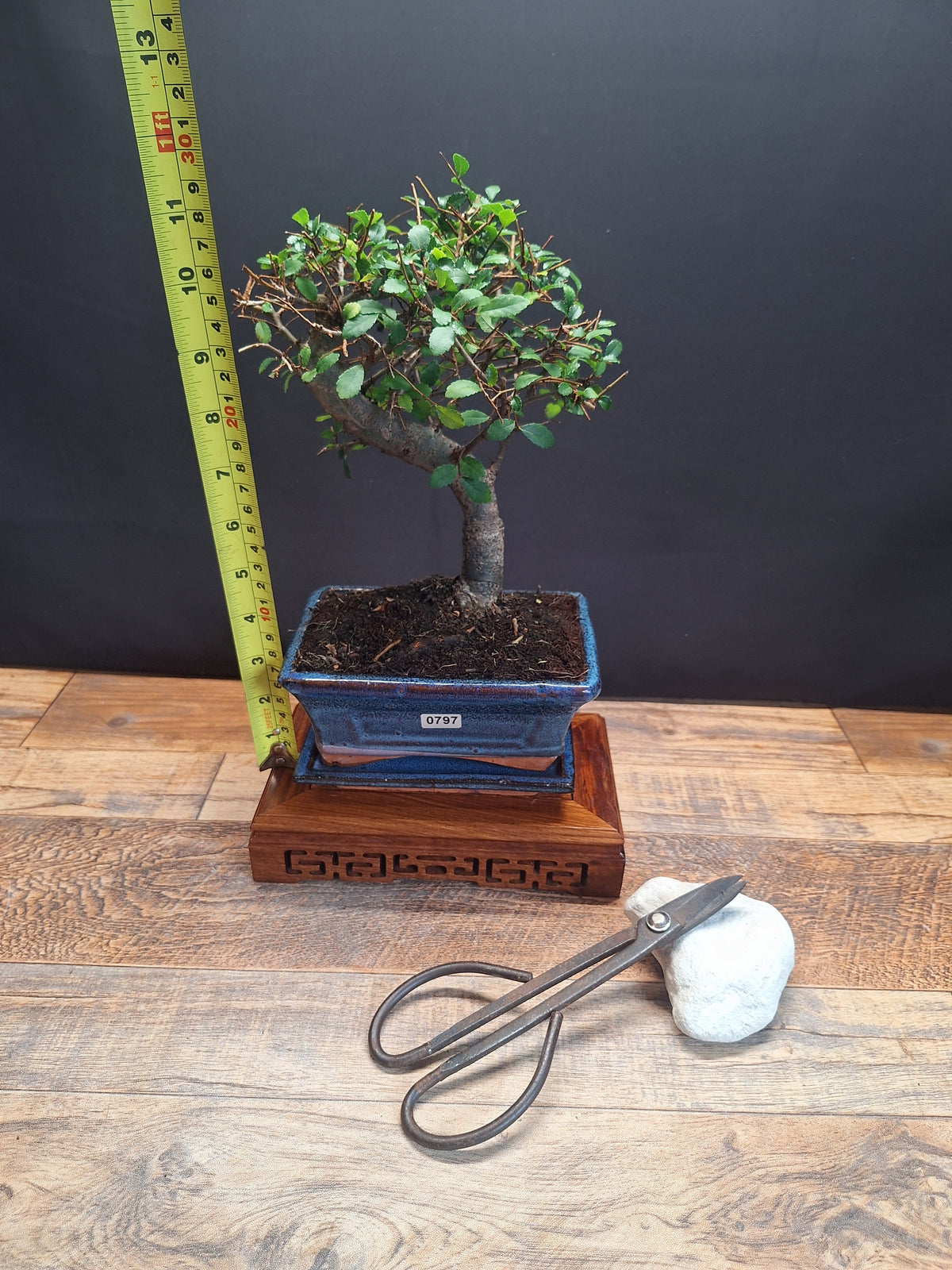 Chinese Elm Bonsai Tree 15 cm pot + Plate | Broom style | Choose Your Exact Tree