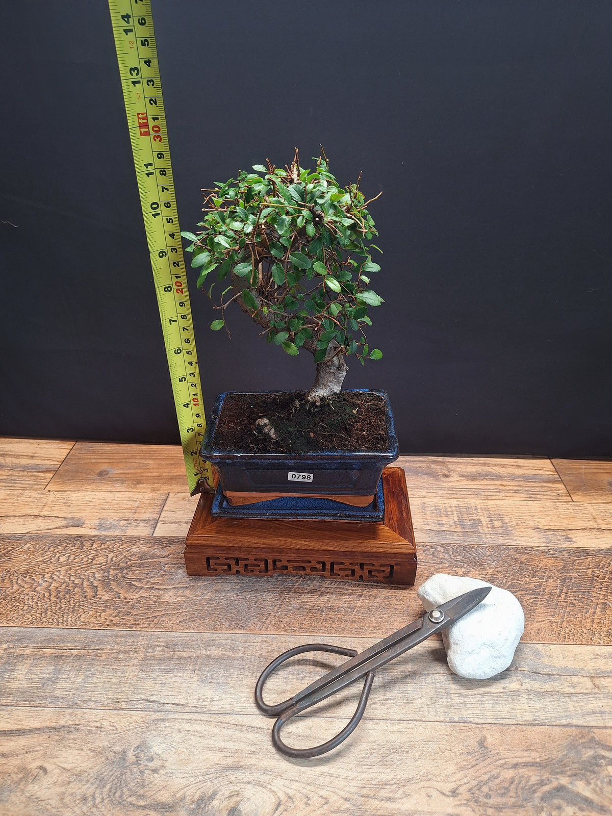 Chinese Elm Bonsai Tree 15 cm pot + Plate | Broom style | Choose Your Exact Tree