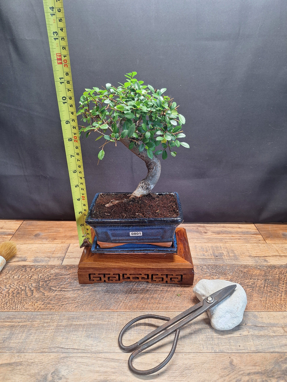 Chinese Elm Bonsai Tree 15 cm pot + Plate | Broom style | Choose Your Exact Tree