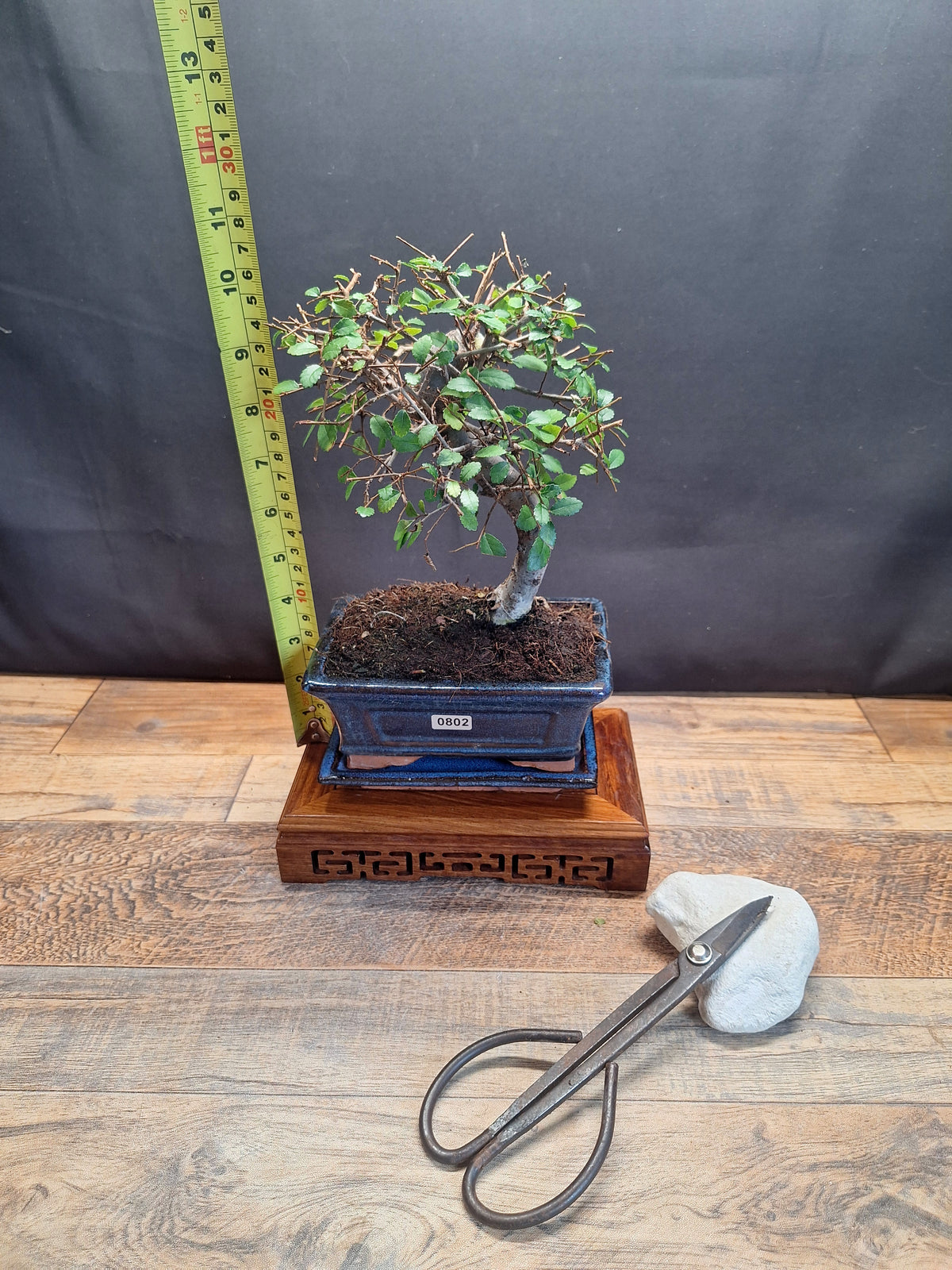 Chinese Elm Bonsai Tree 15 cm pot + Plate | Broom style | Choose Your Exact Tree
