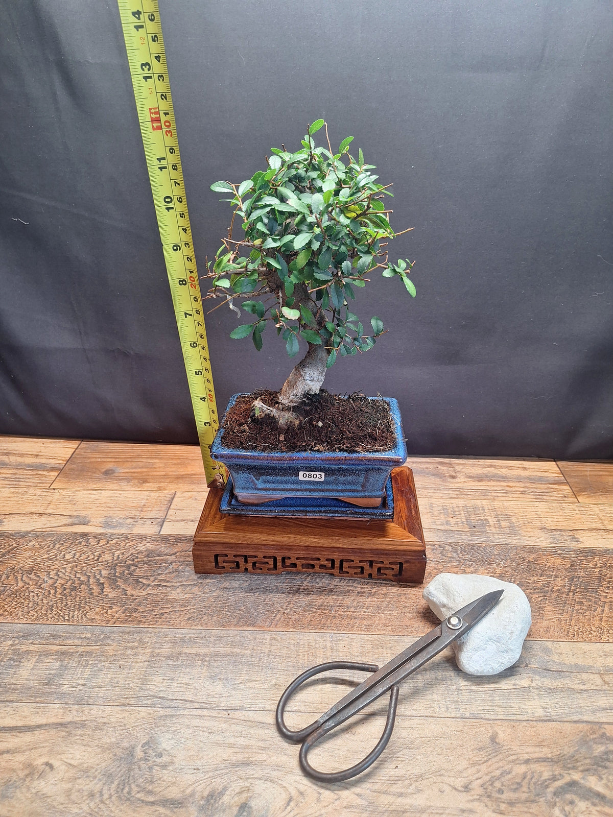 Chinese Elm Bonsai Tree 15 cm pot + Plate | Broom style | Choose Your Exact Tree