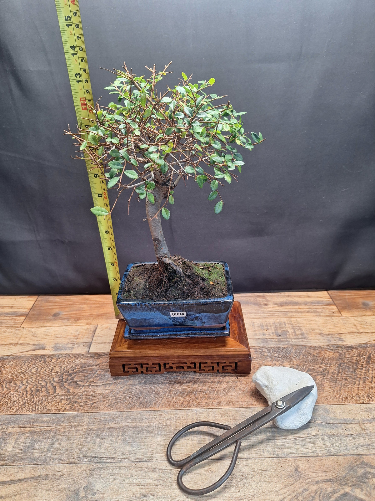 Chinese Elm Bonsai Tree 15 cm pot + Plate | Broom style | Choose Your Exact Tree