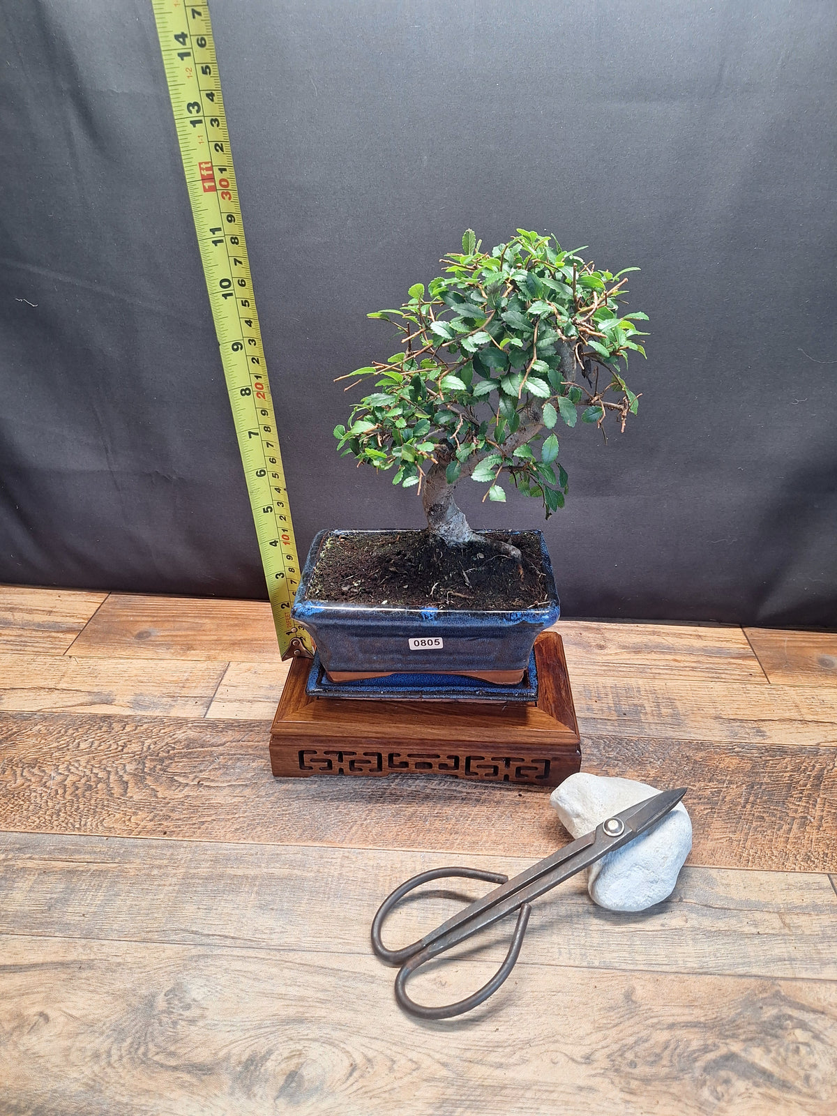 Chinese Elm Bonsai Tree 15 cm pot + Plate | Broom style | Choose Your Exact Tree