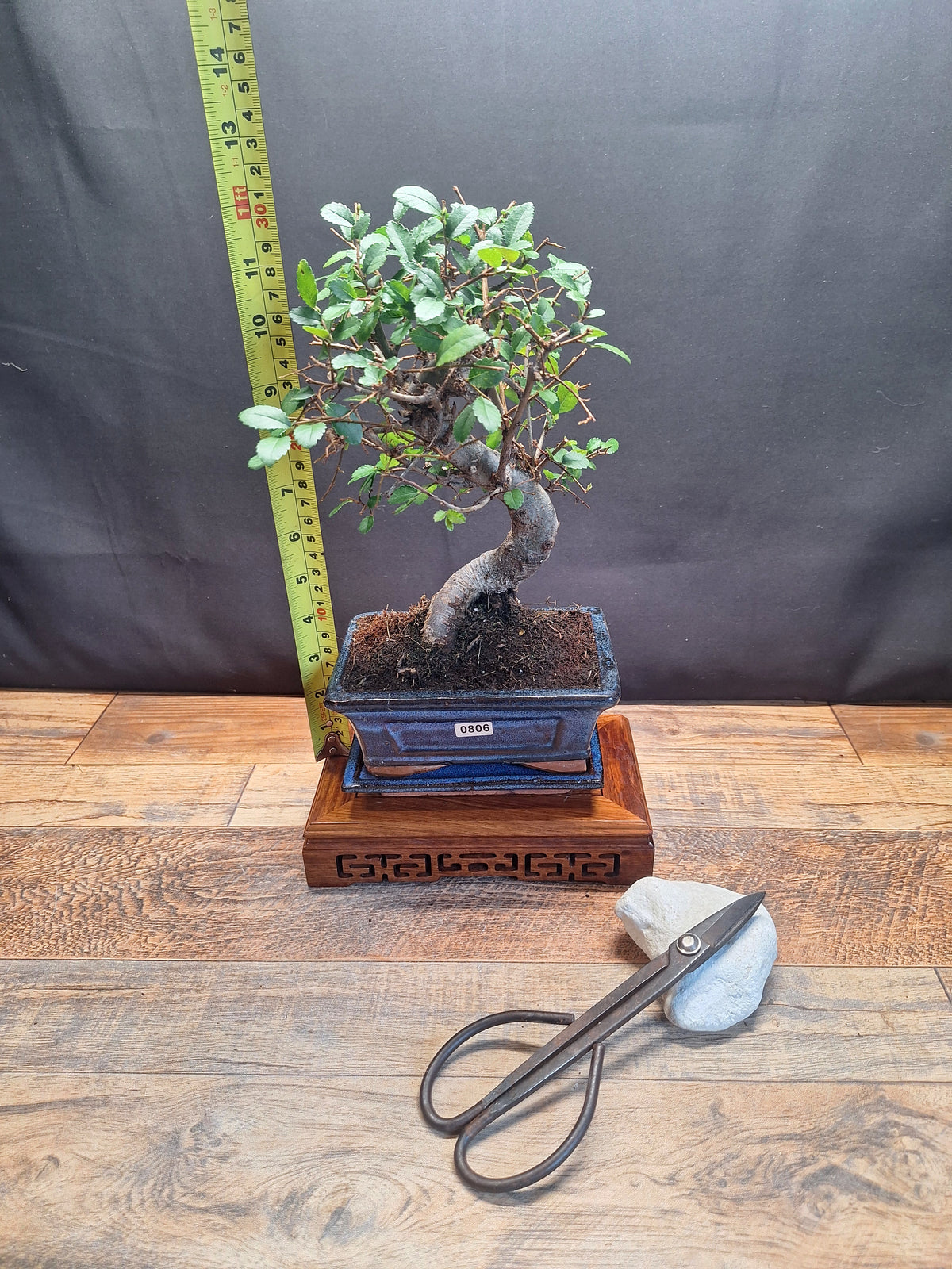 Chinese Elm Bonsai Tree 15 cm pot + Plate | Broom style | Choose Your Exact Tree