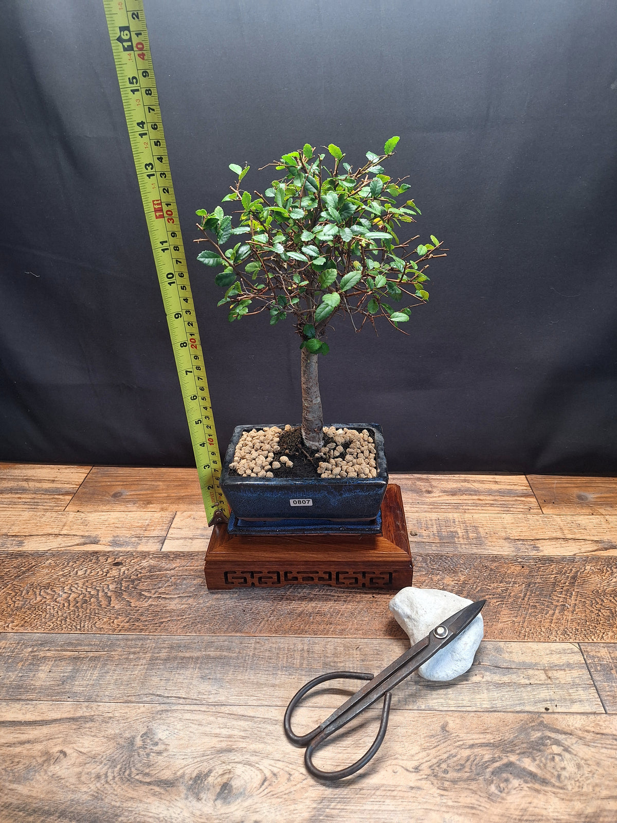 Chinese Elm Bonsai Tree 15 cm pot + Plate | Broom style | Choose Your Exact Tree