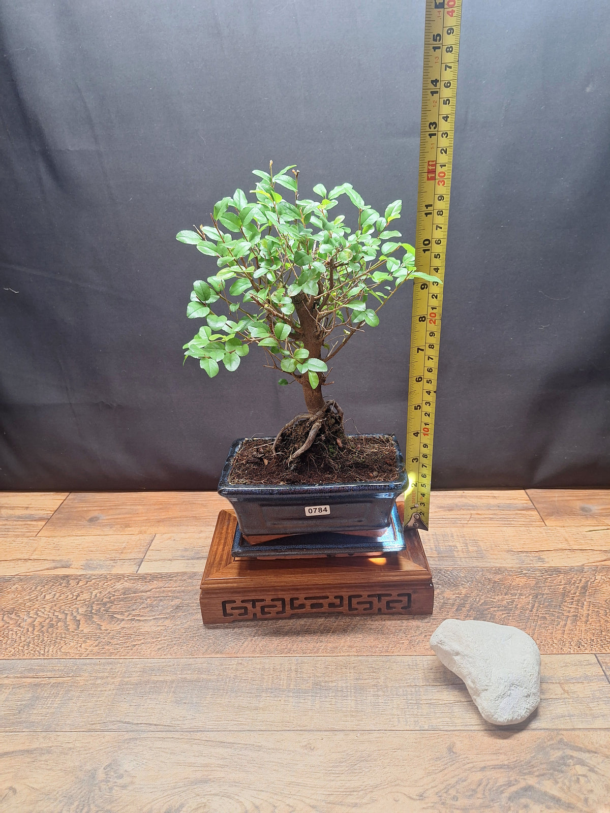Sweet Plum Bonsai Tree – Sageretia in 15 cm pot & Plate | Choose Your Exact Tree