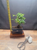 Sweet Plum Bonsai Tree – Sageretia in 15 cm pot & Plate | Choose Your Exact Tree