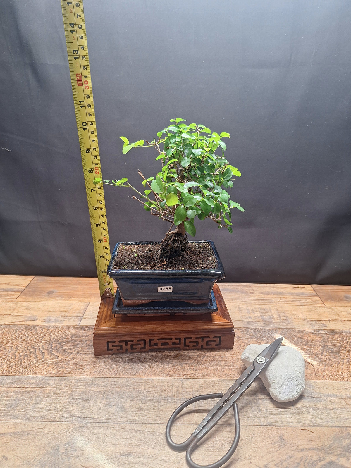 Sweet Plum Bonsai Tree – Sageretia in 15 cm pot & Plate | Choose Your Exact Tree