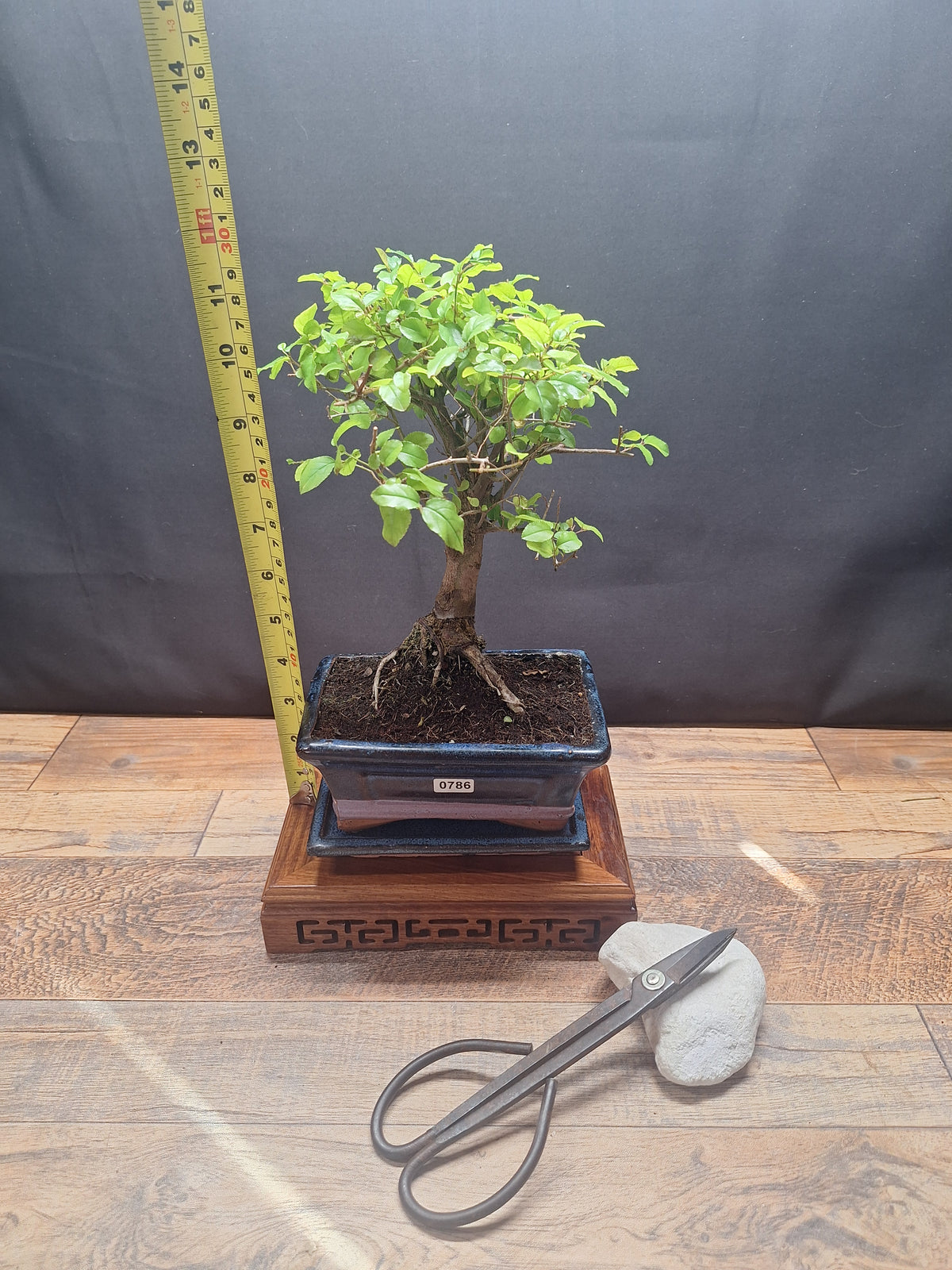 Sweet Plum Bonsai Tree – Sageretia in 15 cm pot & Plate | Choose Your Exact Tree