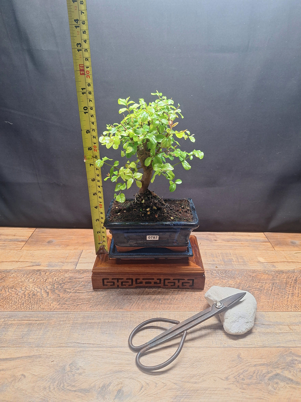 Sweet Plum Bonsai Tree – Sageretia in 15 cm pot & Plate | Choose Your Exact Tree