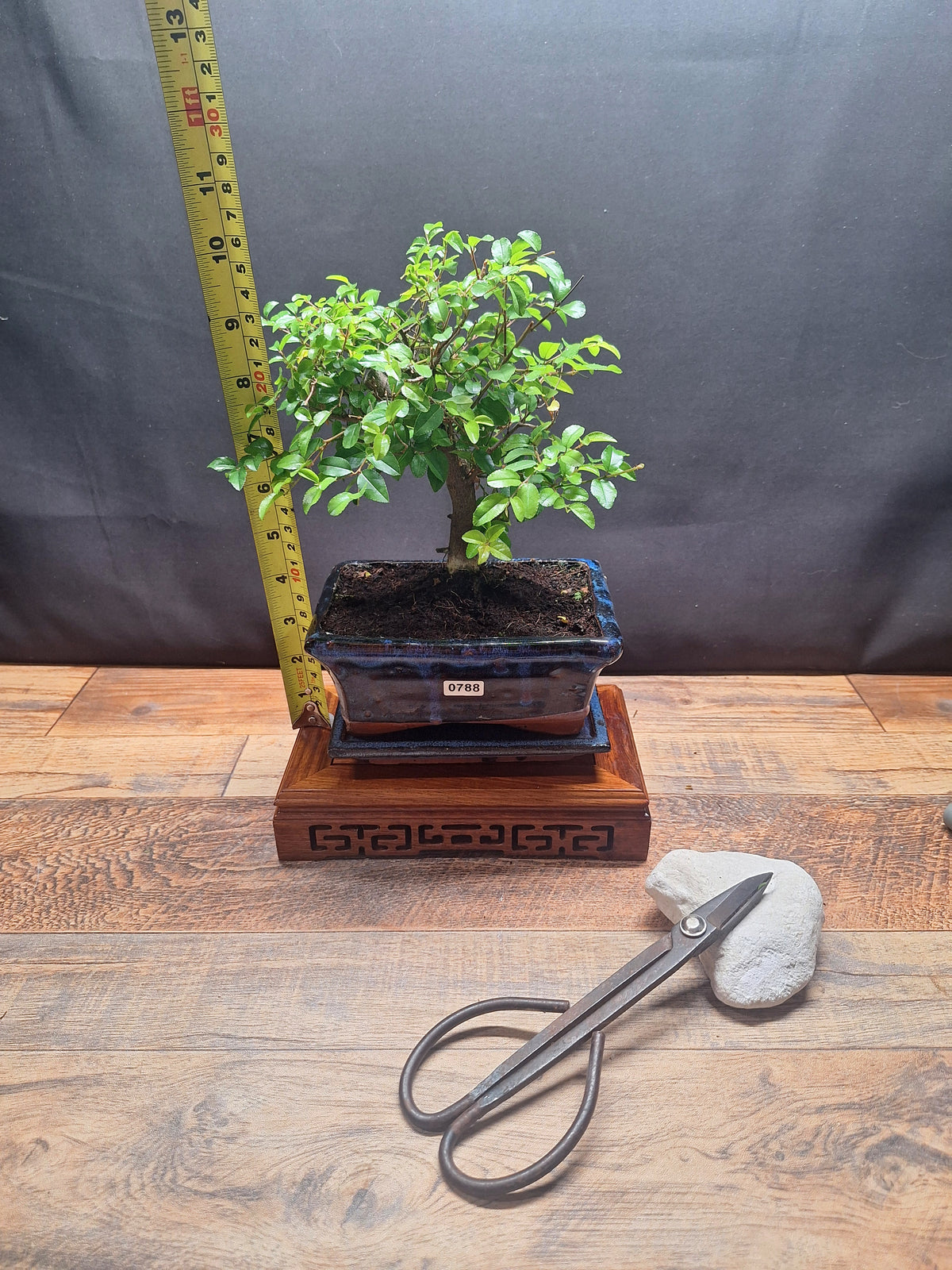 Sweet Plum Bonsai Tree – Sageretia in 15 cm pot & Plate | Choose Your Exact Tree