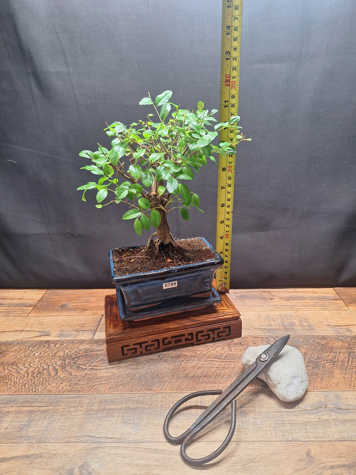 Sweet Plum Bonsai Tree – Sageretia in 15 cm pot & Plate | Choose Your Exact Tree