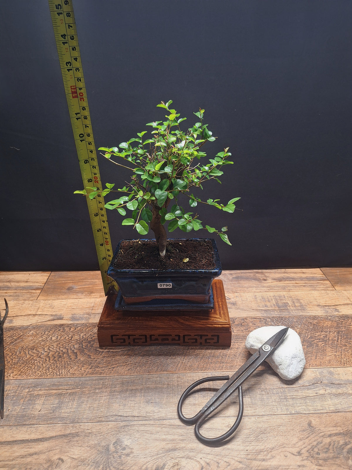 Sweet Plum Bonsai Tree – Sageretia in 15 cm pot & Plate | Choose Your Exact Tree