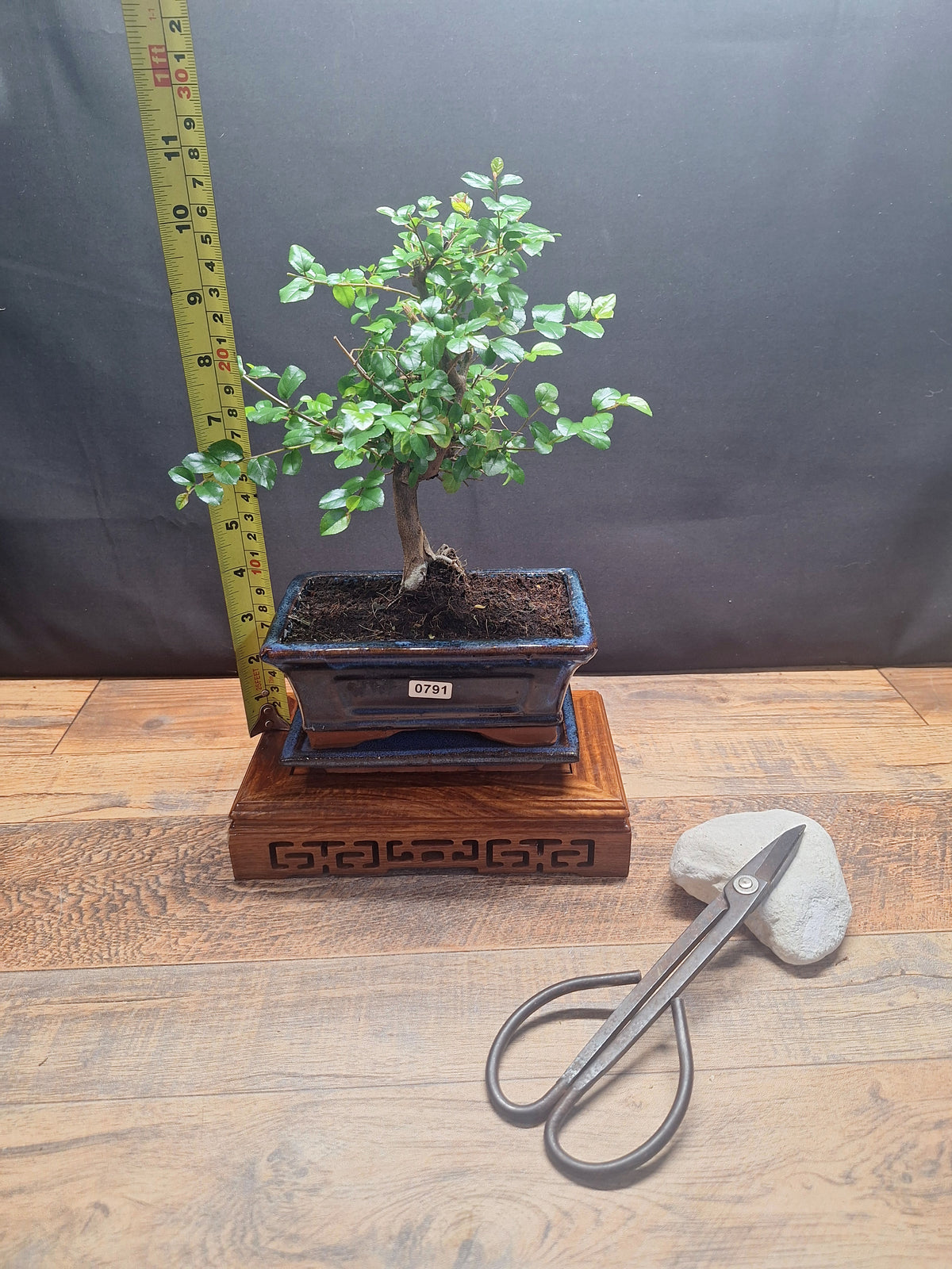 Sweet Plum Bonsai Tree – Sageretia in 15 cm pot & Plate | Choose Your Exact Tree