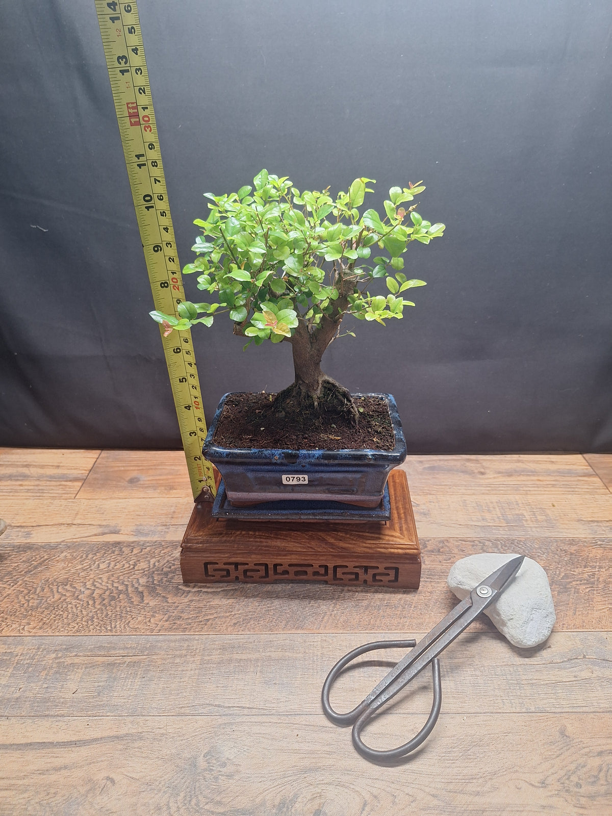 Sweet Plum Bonsai Tree – Sageretia in 15 cm pot & Plate | Choose Your Exact Tree