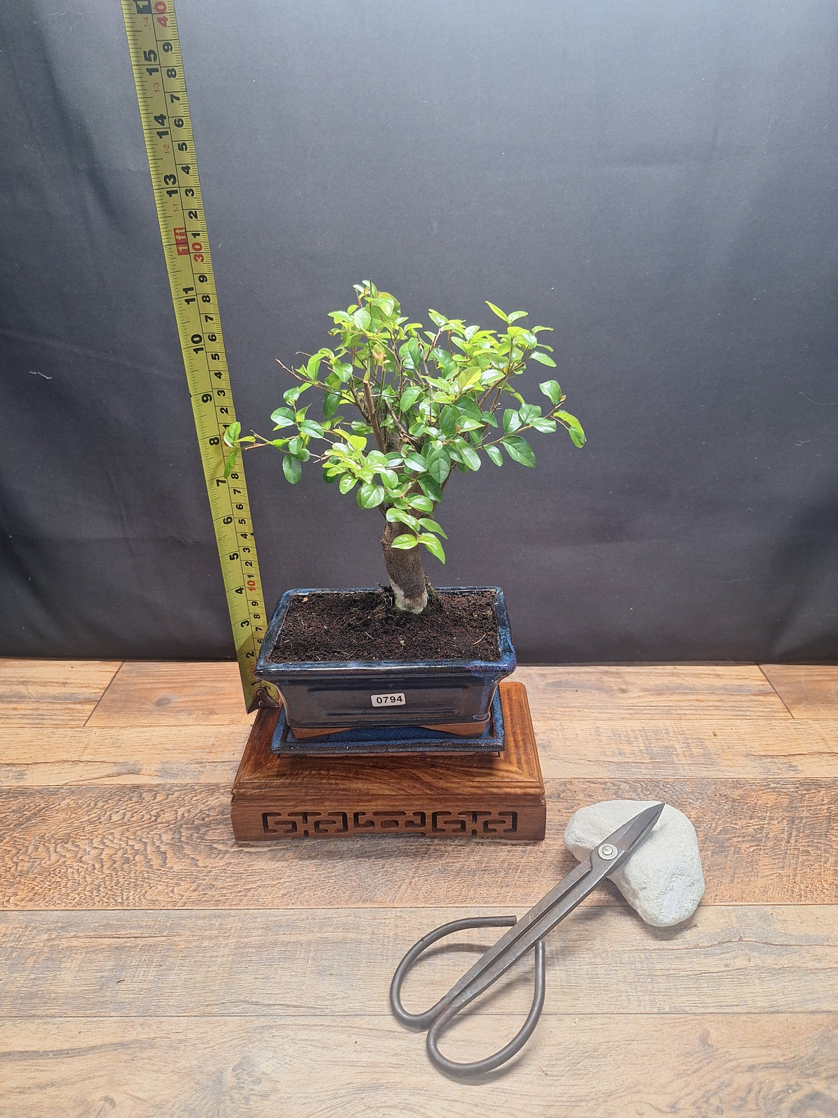 Sweet Plum Bonsai Tree – Sageretia in 15 cm pot & Plate | Choose Your Exact Tree