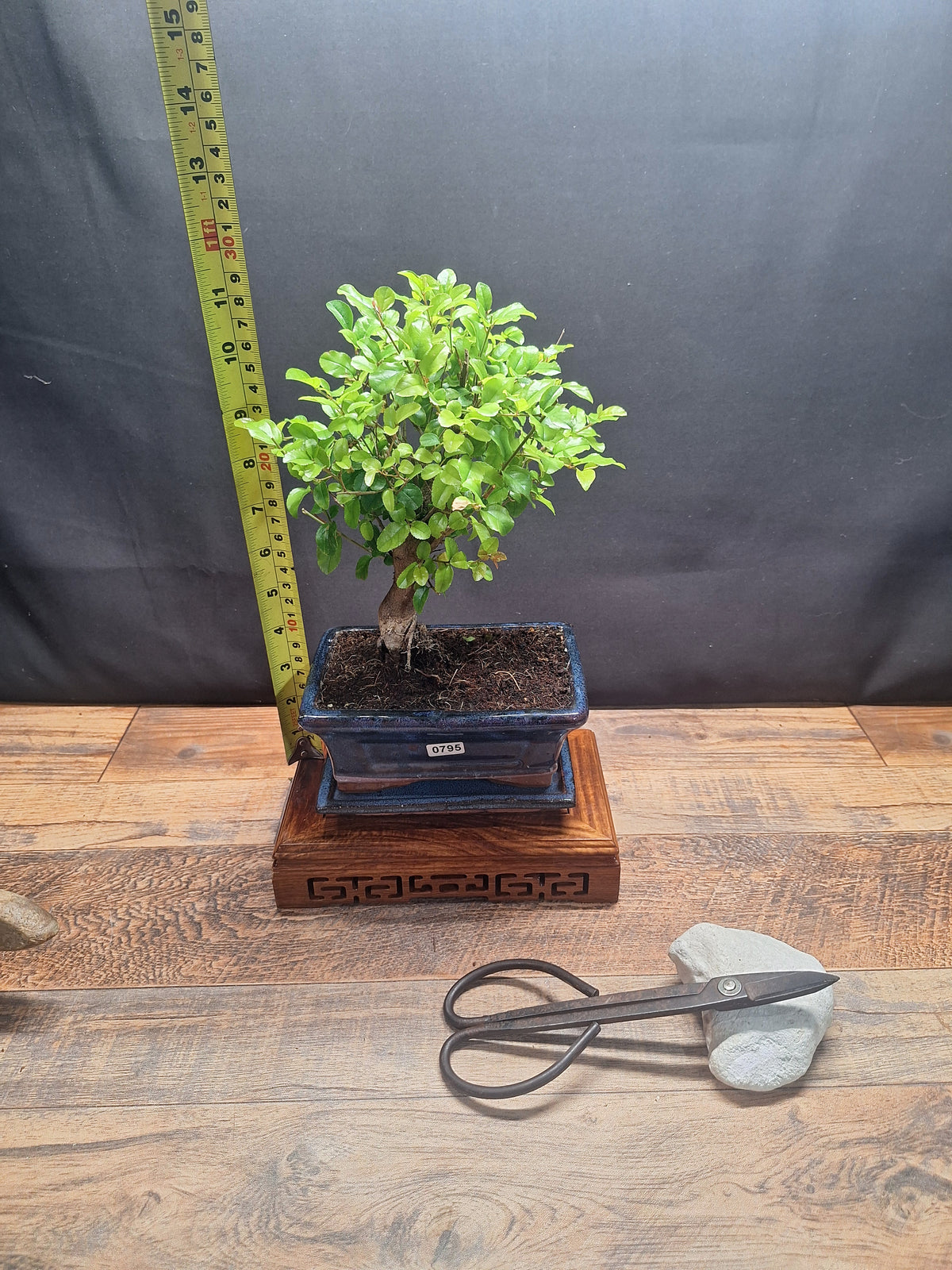 Sweet Plum Bonsai Tree – Sageretia in 15 cm pot & Plate | Choose Your Exact Tree