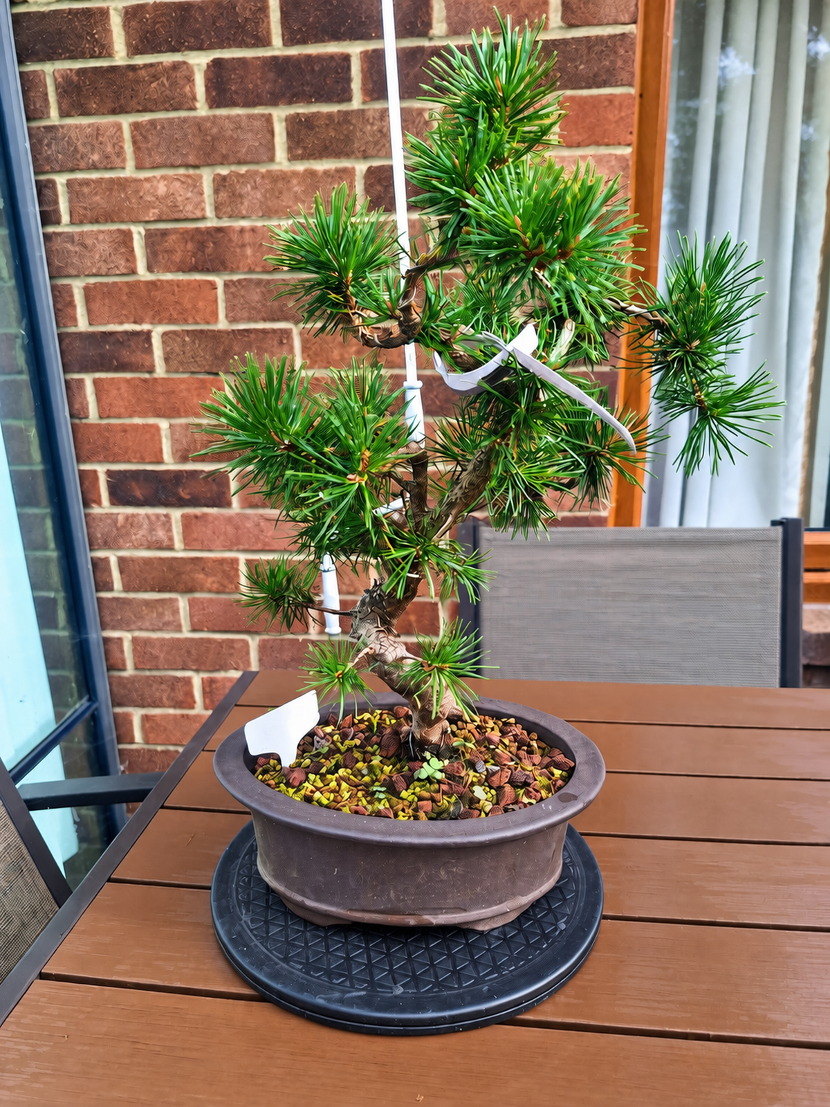 Large Scotts pine Bonsai tree in 30cm stone affect pot #715