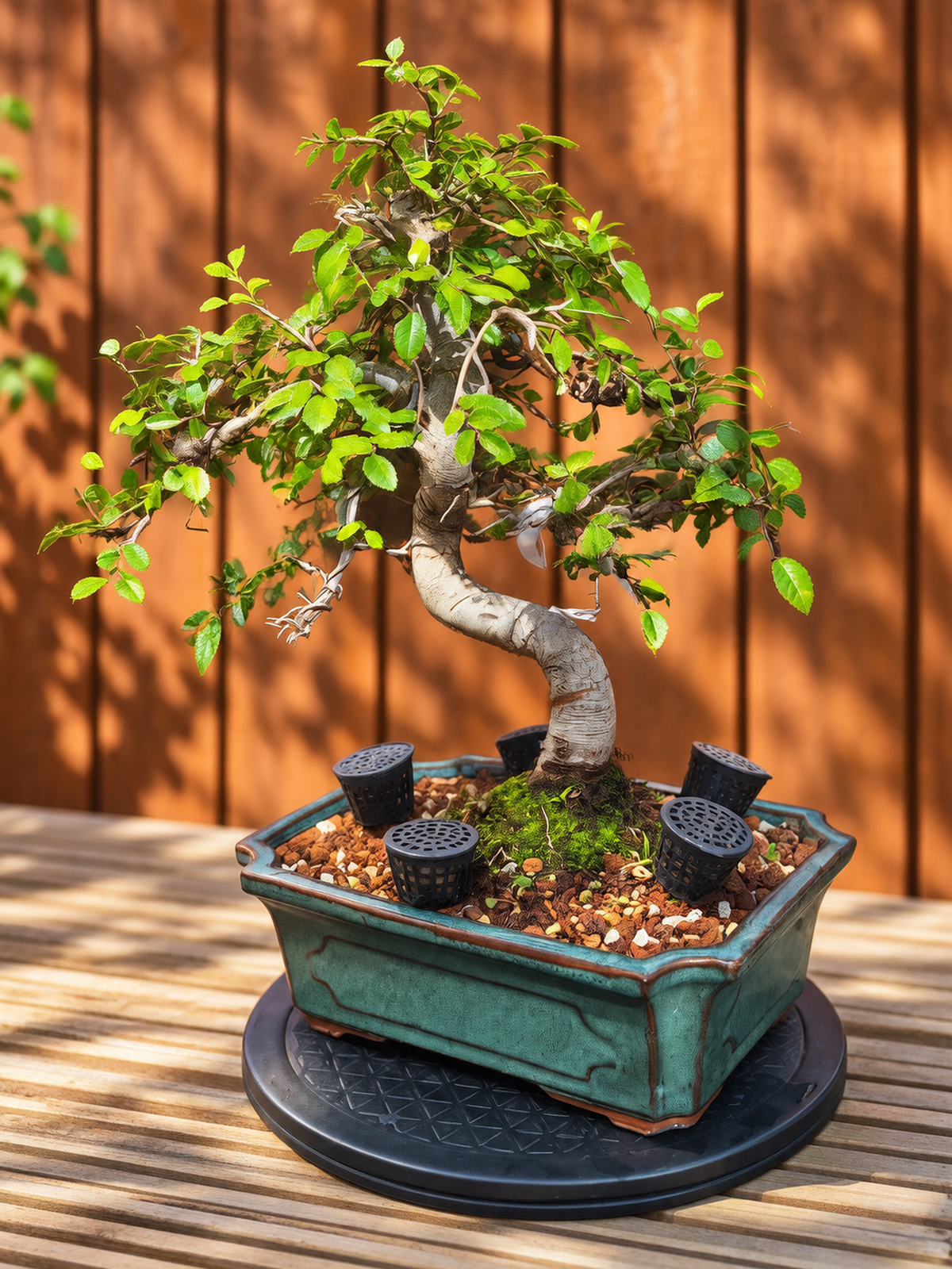 Chinese Elm Bonsai Tree – 23cm Turquoise Glazed Pot, Mature Outdoor Bonsai