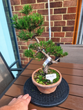 Japanese black pine Bonsai -Pinus Thumbergii Kobotuki #708