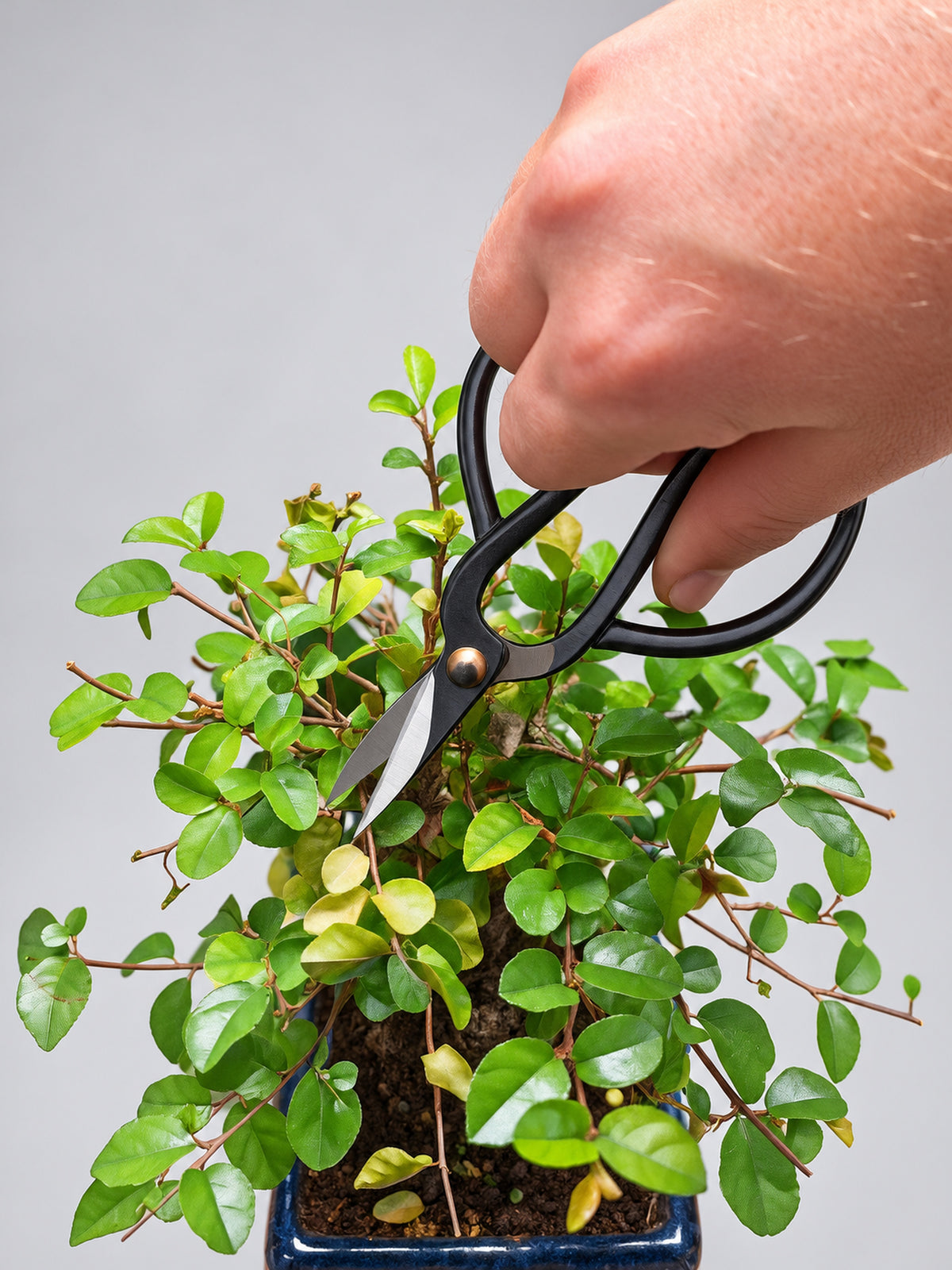 Small Bonsai Leaf & Branch Secateurs – Precision Pruning Scissors
