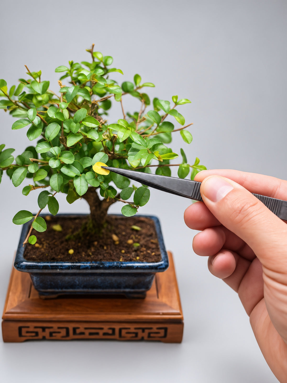 Bonsai Tweezers & Root Rake – 2-in-1 Bonsai Tool