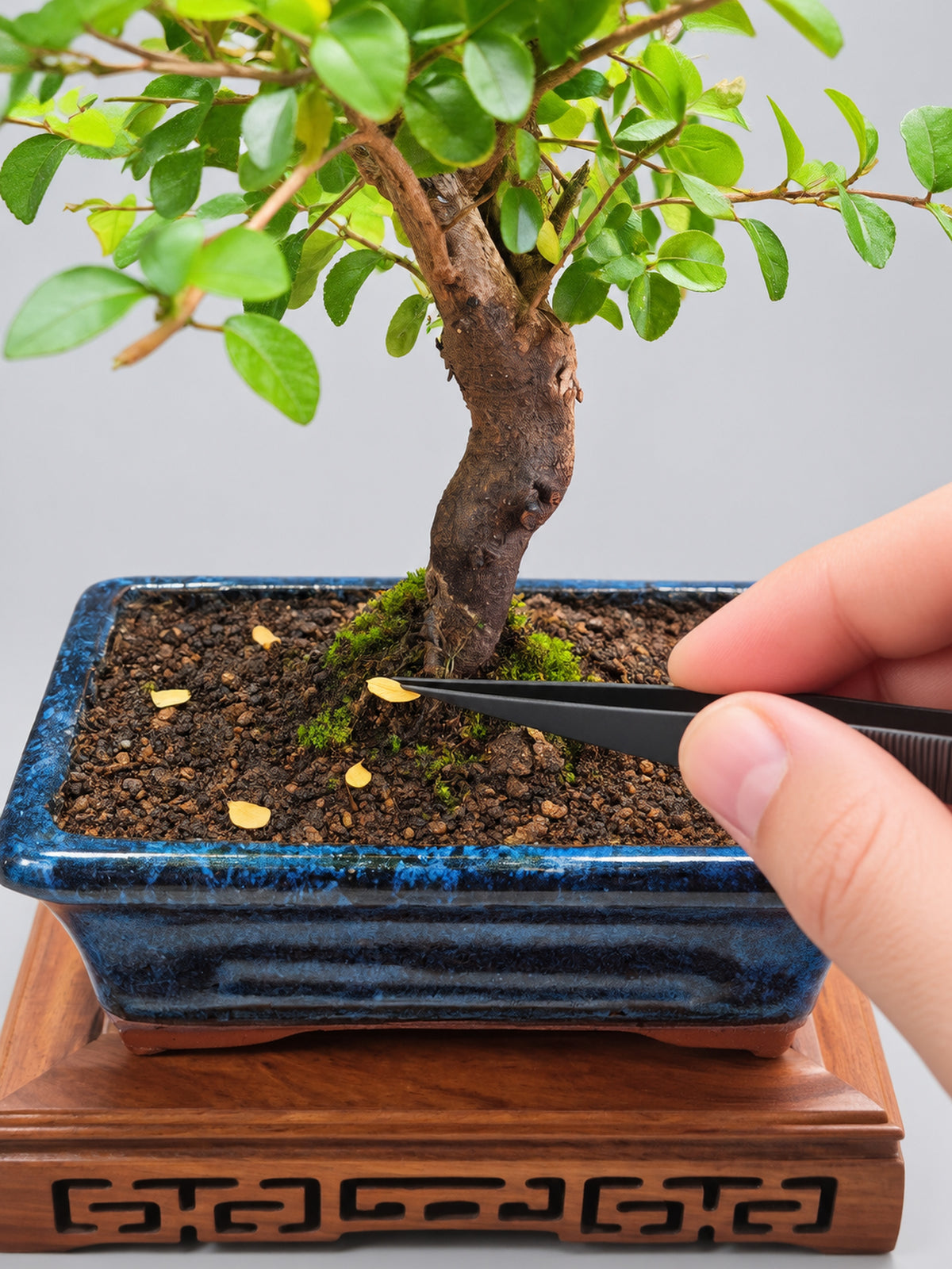 Bonsai Tweezers & Root Rake – 2-in-1 Bonsai Tool