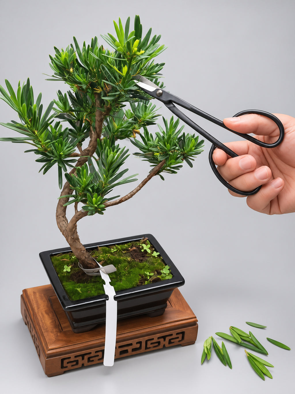 Medium Bonsai Secateurs – Precision Pruning Scissors