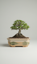 Minimalist Stoneware Bonsai Planter