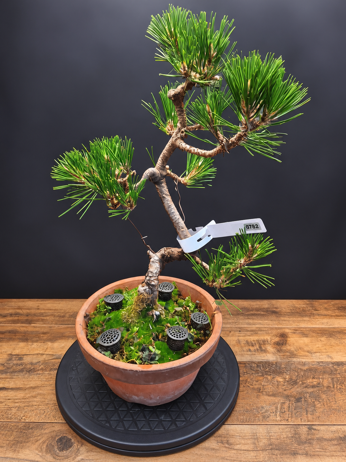 Japanese black pine Bonsai -Pinus Thumbergii Kobotuki #782