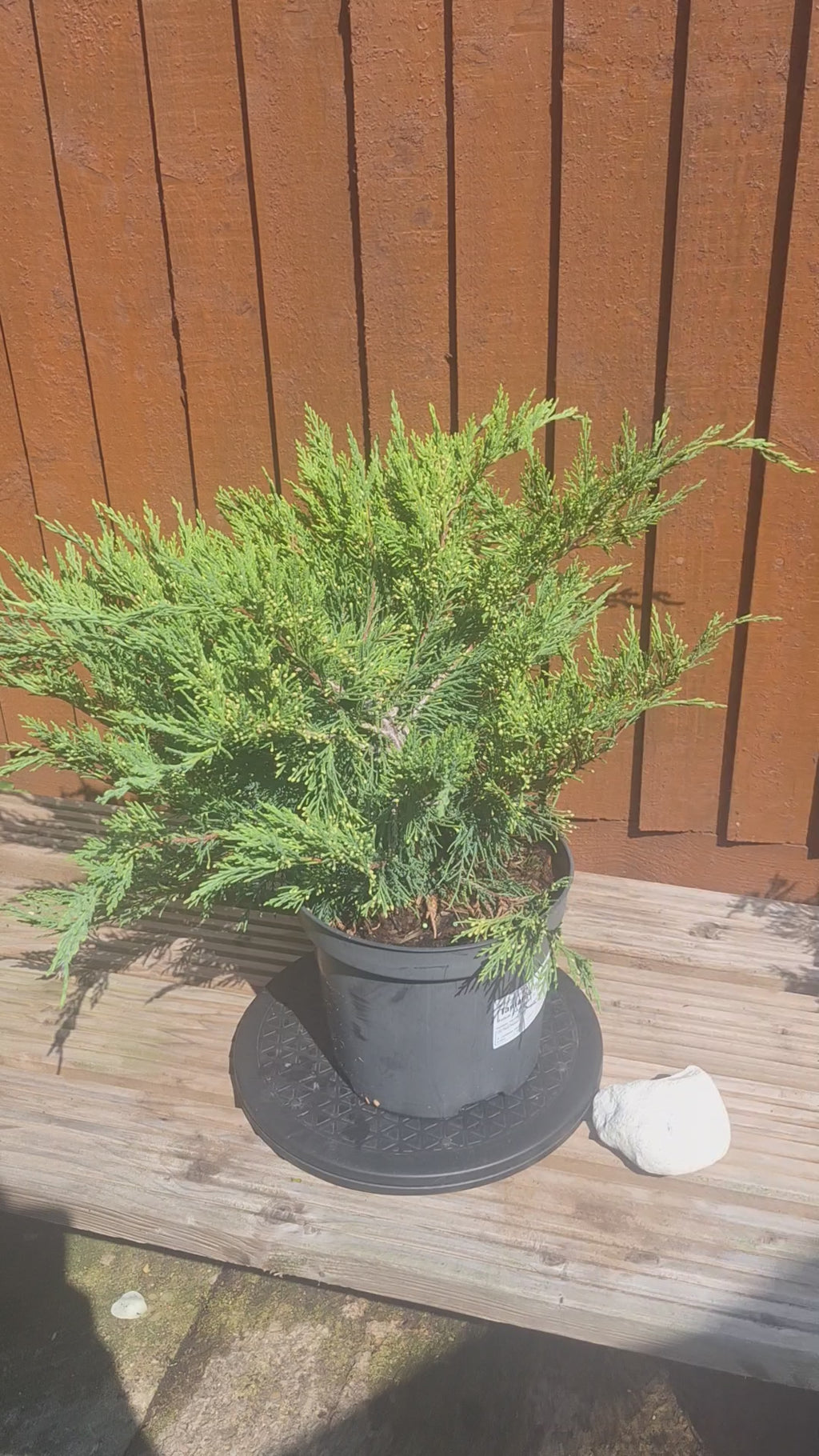 Juniperus Sabina 3L Pot – Juniper Pre-Bonsai Starter Tree Outdoor Evergreen