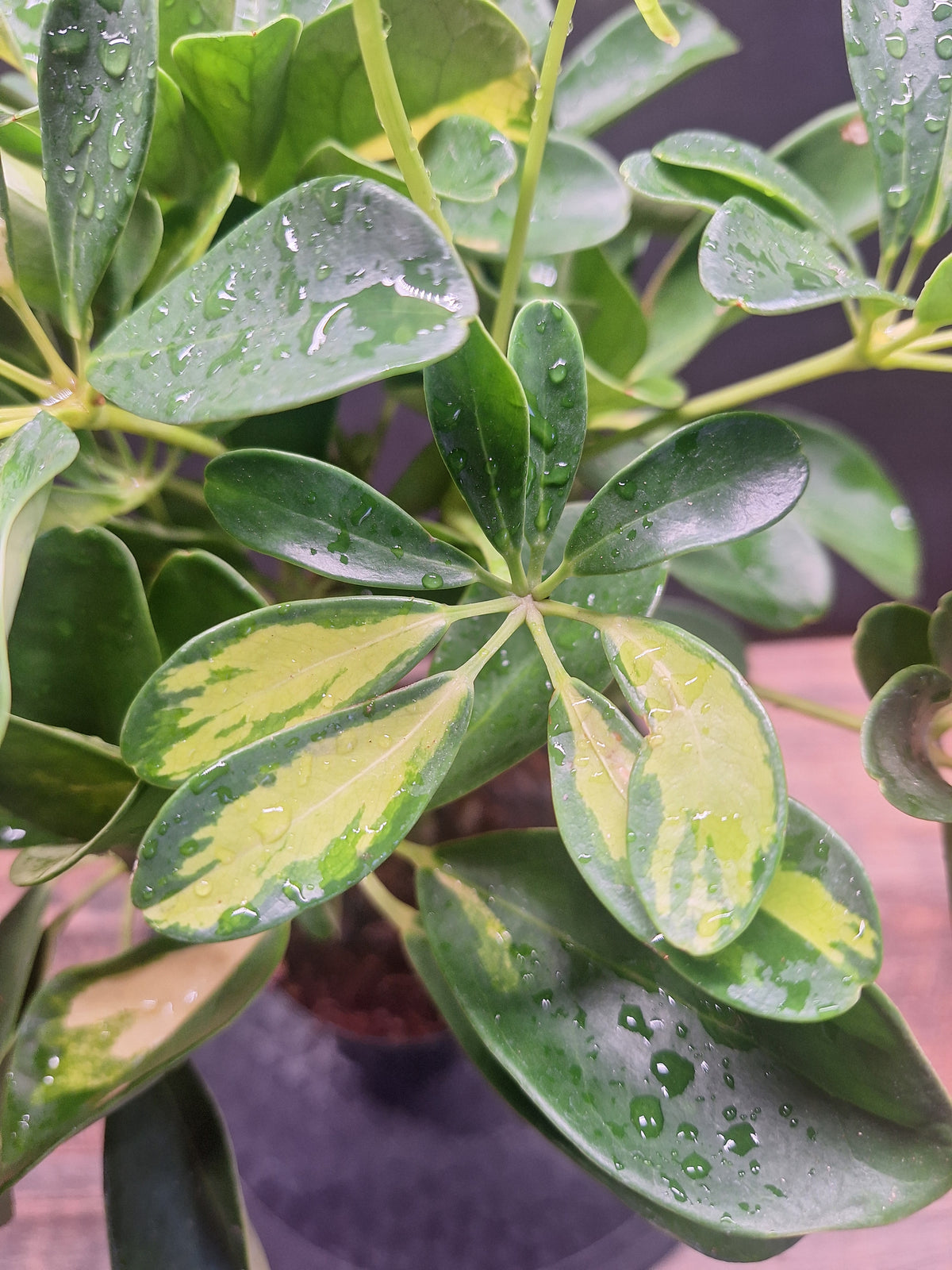 Umbrella Plant Pair – Schefflera | Variegated & Green Houseplants
