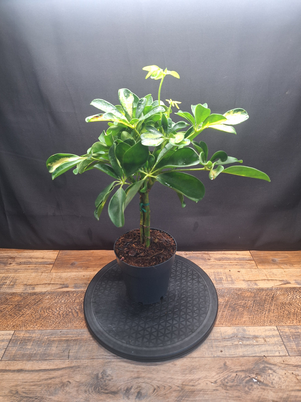 Umbrella Plant Pair – Schefflera | Variegated & Green Houseplants