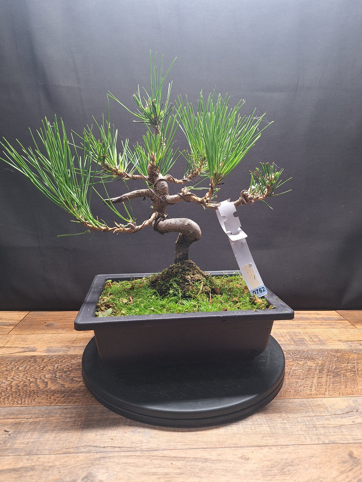 Japanese black pine bonsai tree -Pinus Thumbergii #762
