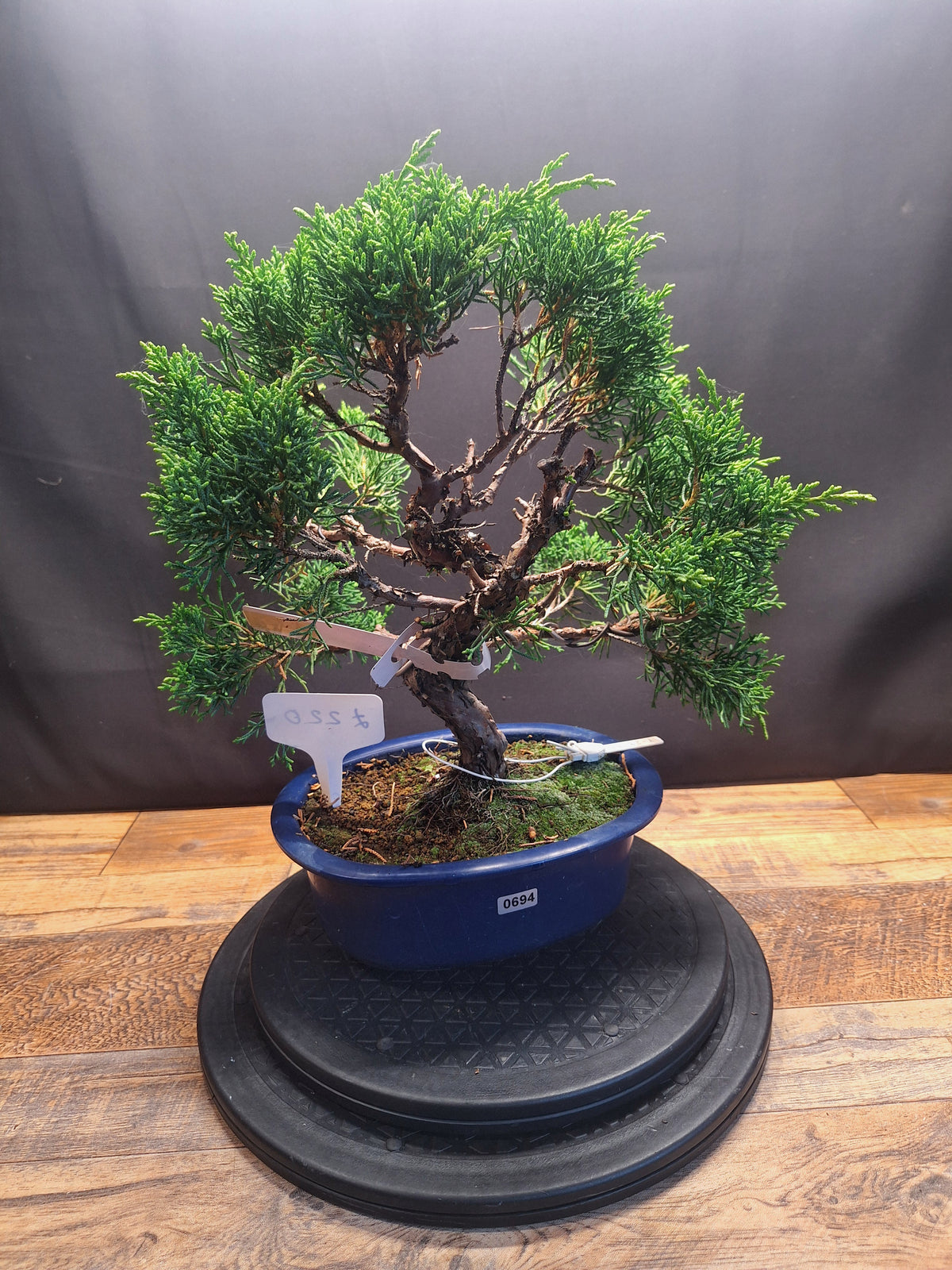 Japanese import Juniper Bonsai tree #694