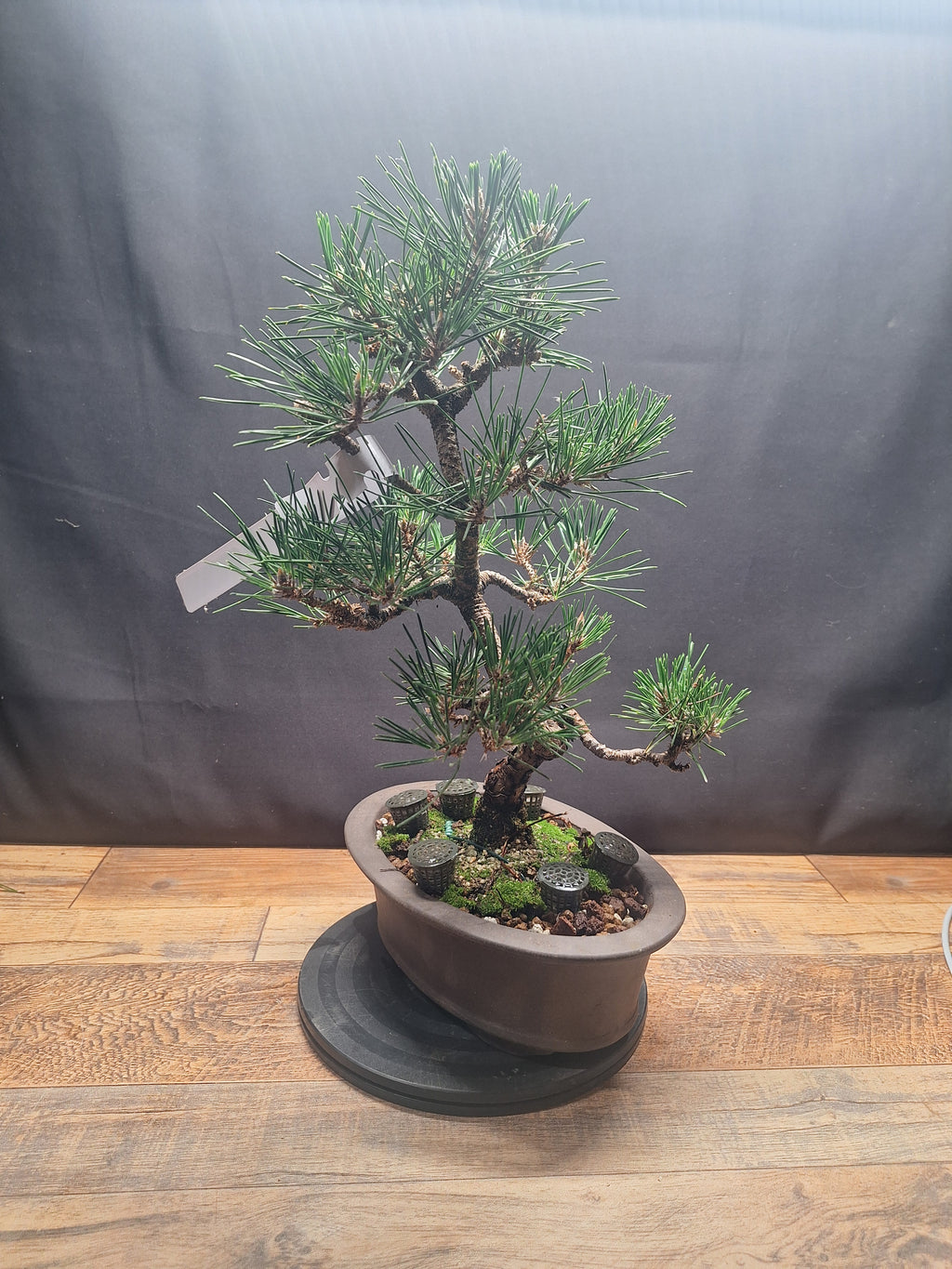 Japanese black pine Bonsai -Pinus Thumbergii Kobotuki #810